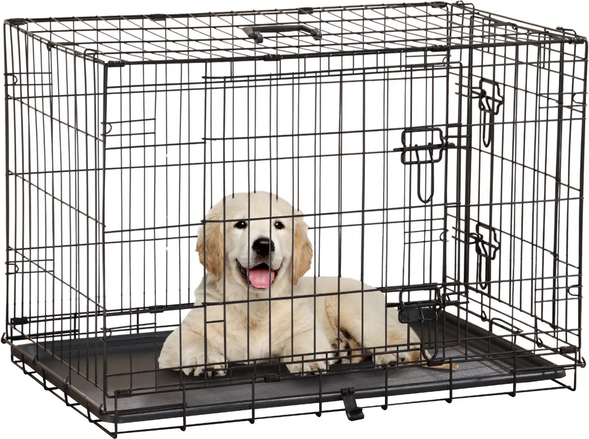 Twee honden aan de lijn die elkaar besnuffelen